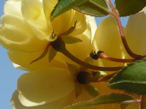 Copy of lady banks 3-18-2013 024